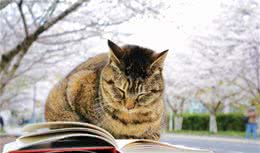 狸花猫一生中，最大的5个心愿，你满足它了吗？