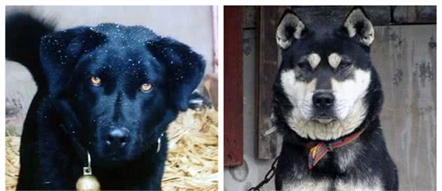 带你走进中华田园犬，一个丰富多样却常被误解的原生犬种