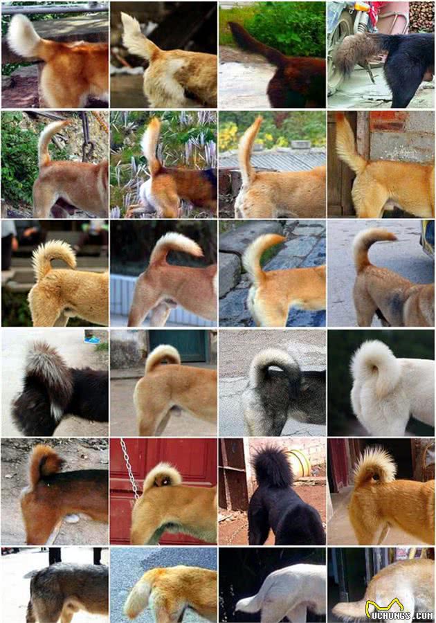带你走进中华田园犬，一个丰富多样却常被误解的原生犬种