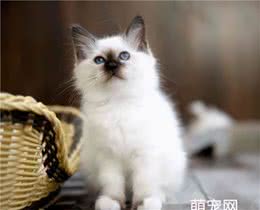 伯曼猫的特征，优缺点和饲养方法注意
