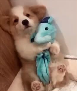 狗狗好奇观景淋雨，遭主人痛批，紧抱玩具一脸委屈的模样