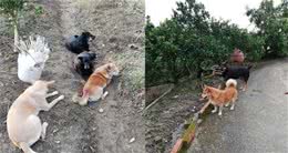 13岁瘫痪狗狗看主人回家，努力上去迎接，一小段路摔倒好几次