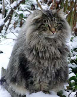 每天送你一只猫，（八）挪威森林猫，一点也不傲娇