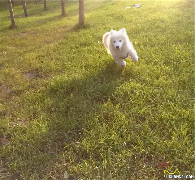 星期狗是什么？为什么会有这么多星期狗？