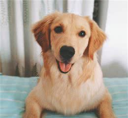 狗狗的体检，是有必要的吗？
