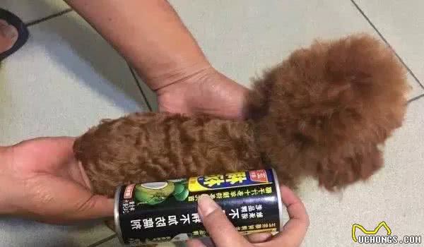 呆萌可爱背后的真相，茶杯犬的悲哀