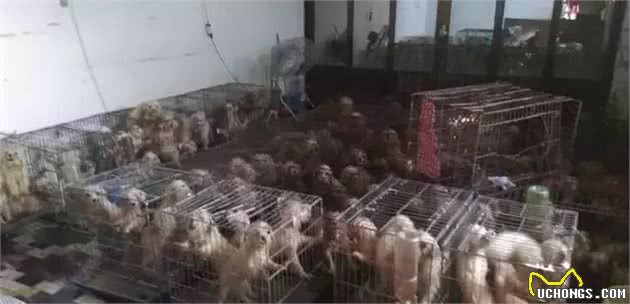 呆萌可爱背后的真相，茶杯犬的悲哀