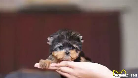 呆萌可爱背后的真相，茶杯犬的悲哀
