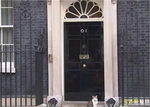 “英国第一猫”开始了新一轮的宫斗大戏
