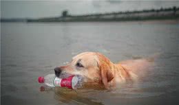 夏天狗狗怕热怎么办？