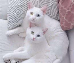 不同花色的猫咪有不同的性格，你家猫咪是什么花色呢