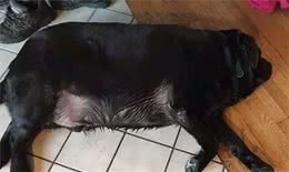 违反天性做导盲犬，拉布拉多狗生是有多么不易