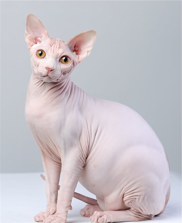 最神秘的猫—斯芬克斯无毛猫