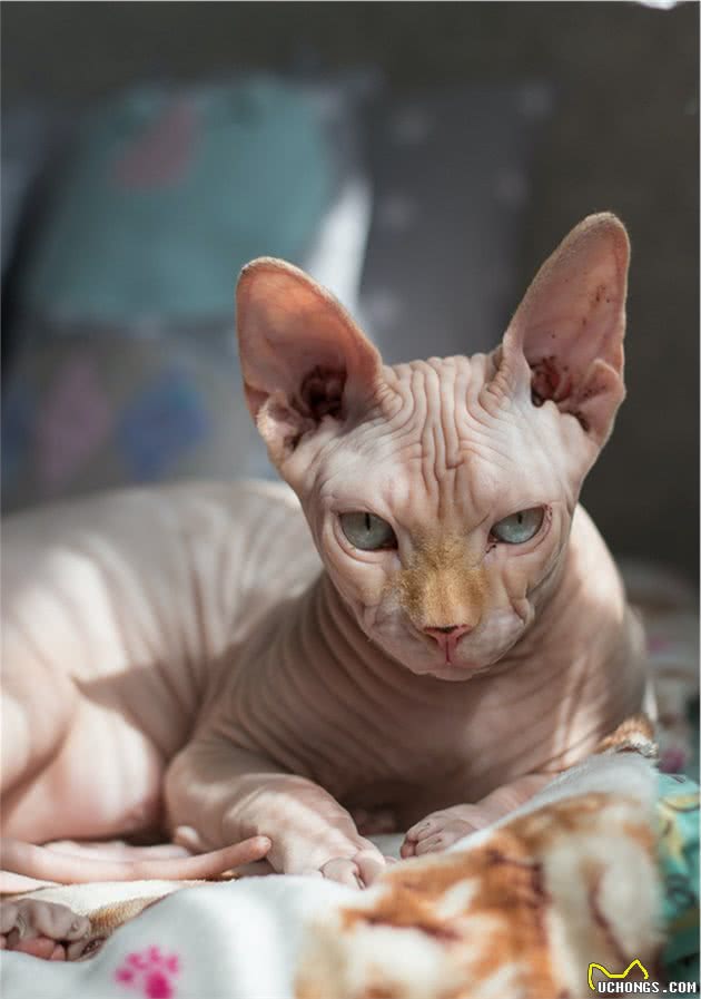 最神秘的猫—斯芬克斯无毛猫