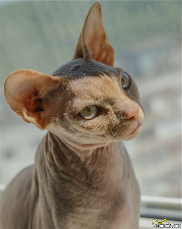 最神秘的猫—斯芬克斯无毛猫