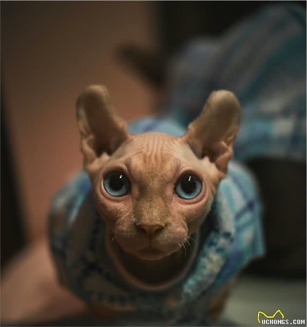 最神秘的猫—斯芬克斯无毛猫