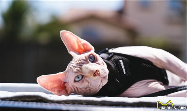 最神秘的猫—斯芬克斯无毛猫