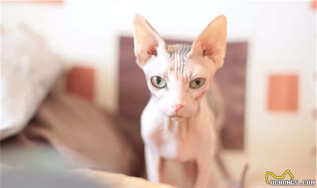 最神秘的猫—斯芬克斯无毛猫