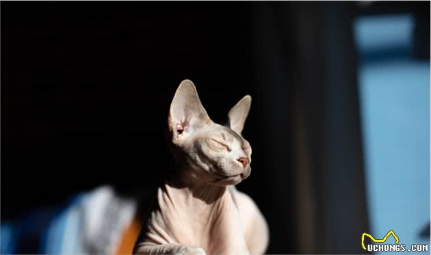 最神秘的猫—斯芬克斯无毛猫