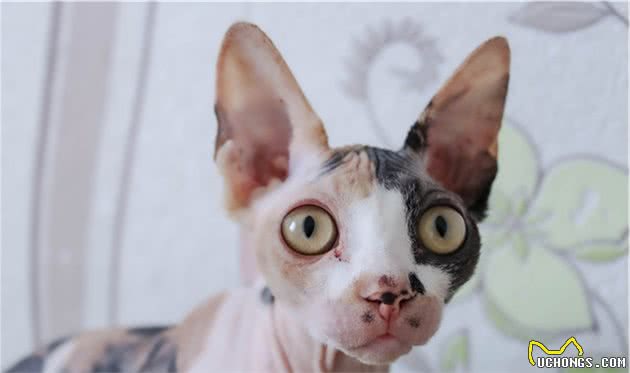 最神秘的猫—斯芬克斯无毛猫