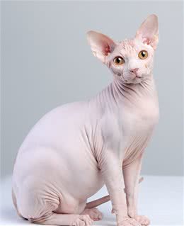 最神秘的猫—斯芬克斯无毛猫