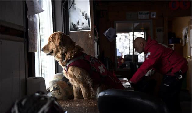 雪崩救援犬金毛的一天，它是熟练的救援犬，也只是爱玩雪的孩子