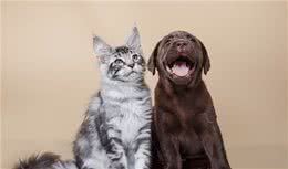 猫与狗有哪些不同？看了此文就知道了