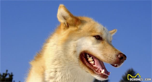 狗狗犯错，它有5个地方不能打，尤其第二个，跟杀狗没区别