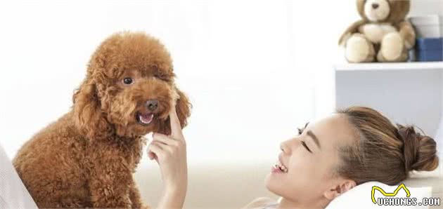 想撸狗？那就来试一下这5种狗，最适合不过了