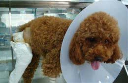 你的这6种行为，正在“危害”泰迪犬的性命，你却一无所知！