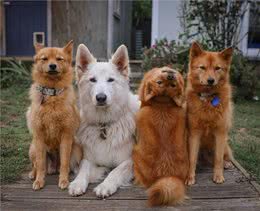 狗狗耍酷拍照，主人发起全网挑战：“没人能做到这个姿势！”