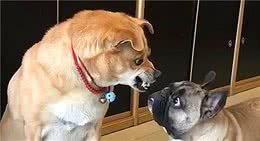 主人做这些事，会让狗狗记恨你，现在改正还来得及