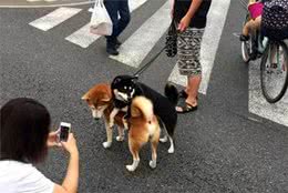 主人养了两只柴犬，带它们出门遛弯，结果散步姿势遭围观