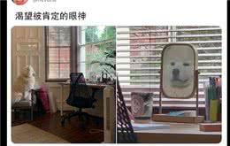 萨摩耶一大早起来，就坐在板凳上照镜子，被自己帅醒了吗？