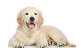 金毛犬多少钱一条？金毛犬和拉布拉多哪个更好