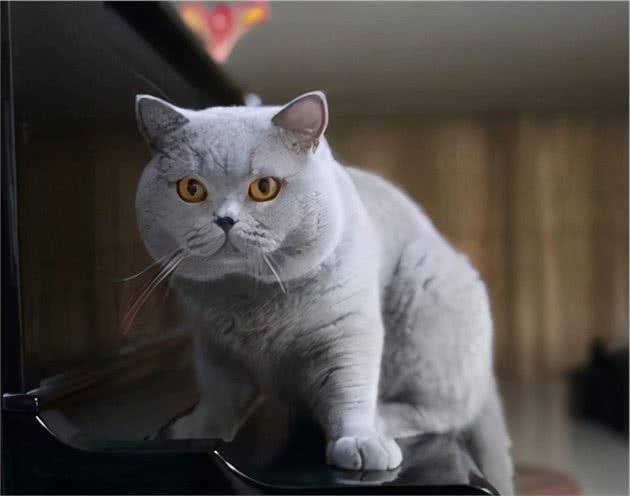 超适合女生养的5种猫，温柔又可爱，你家养了吗？