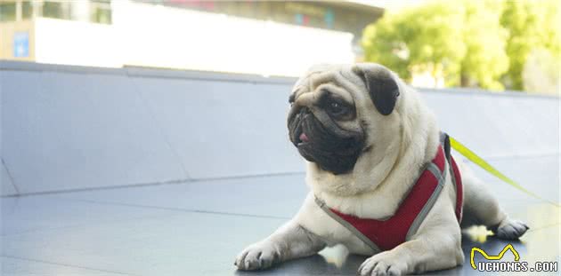 巴哥犬有什么特点，在饲养上要注意什么？