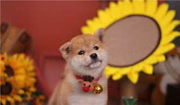 我昨天在网上1500买的柴犬，店家保证纯种柴犬，值得入手吗？