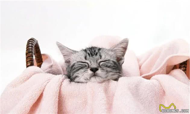 猫咪生来高冷所以不怕孤独？事实证明70%的猫咪患有分离焦虑症