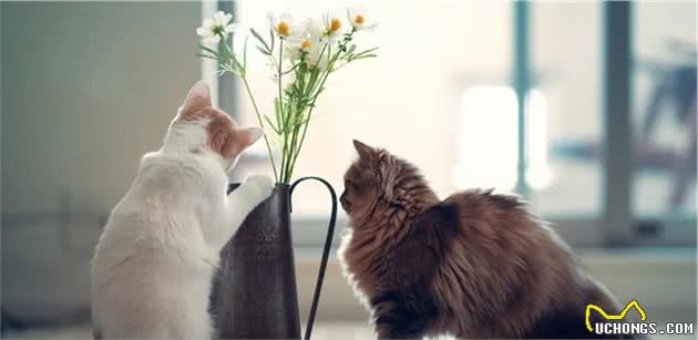猫咪生来高冷所以不怕孤独？事实证明70%的猫咪患有分离焦虑症