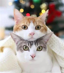 猫咪生来高冷所以不怕孤独？事实证明70%的猫咪患有分离焦虑症