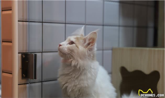 世界上最大的家猫缅因库恩猫