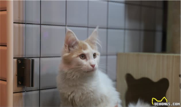世界上最大的家猫缅因库恩猫