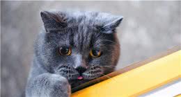 猫咪有这几个表现，说明已经患了心理疾病