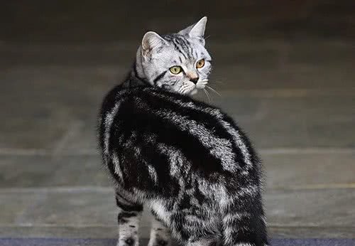 宠物猫之虎斑猫怎么养如何养出健康身形