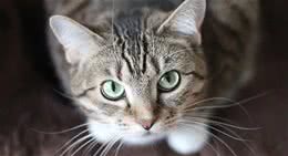 宠物猫之虎斑猫怎么养如何养出健康身形