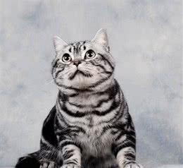 美国短毛猫，你家的长什么样子呢？美短聪明温顺
