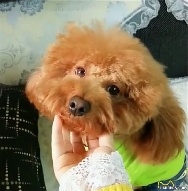在泰迪眼里，主人的这些行为，就像是在惩罚它