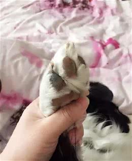 你遛狗回来是否会给狗狗擦洗一下脚呢？有这个必要吗？