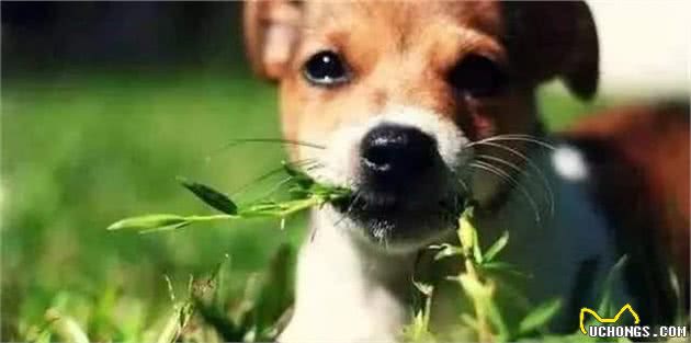 狗狗突然狂吃草怎么回事？不用怕，原因在这里，应对方法也简单